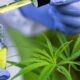 Nieuw onderzoek naar medicinale cannabis in 2023