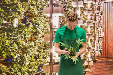 Smiling florist standing in marijuana plant